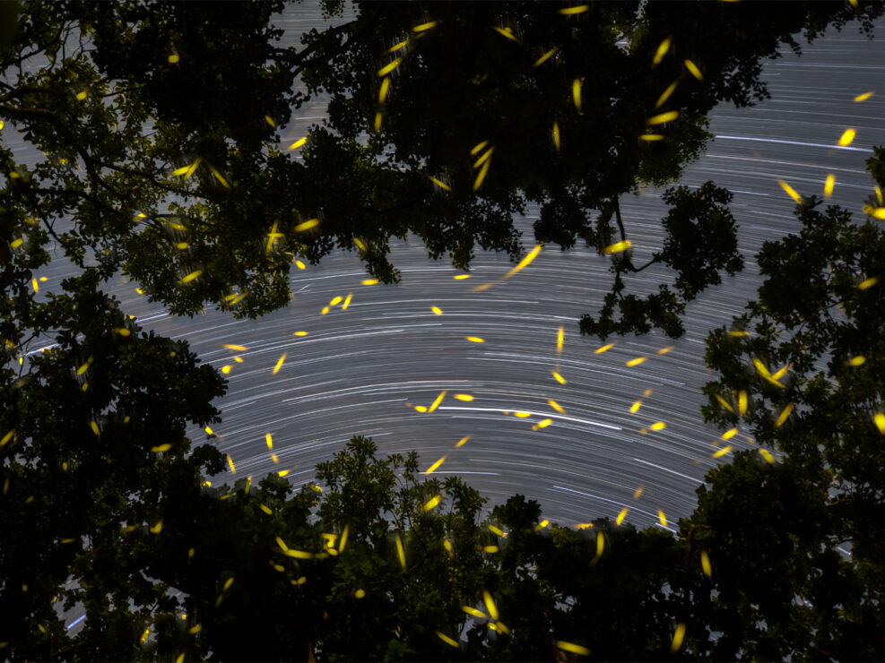 2025-07-07 Svetlyaki