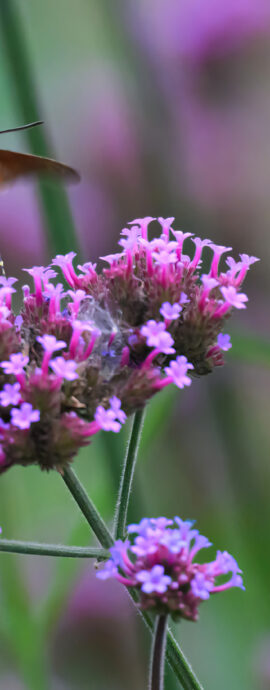 2025-10-05 Brazhniki