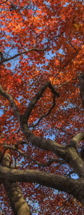 2025-10-25 Red Maple