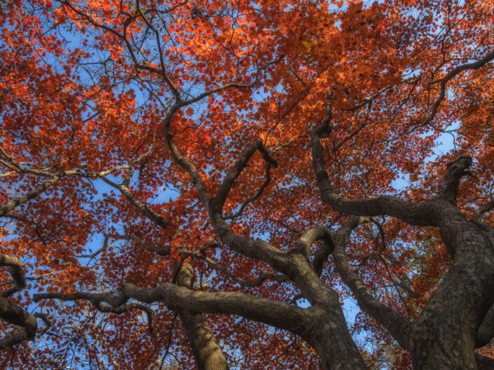 2025-10-25 Red Maple