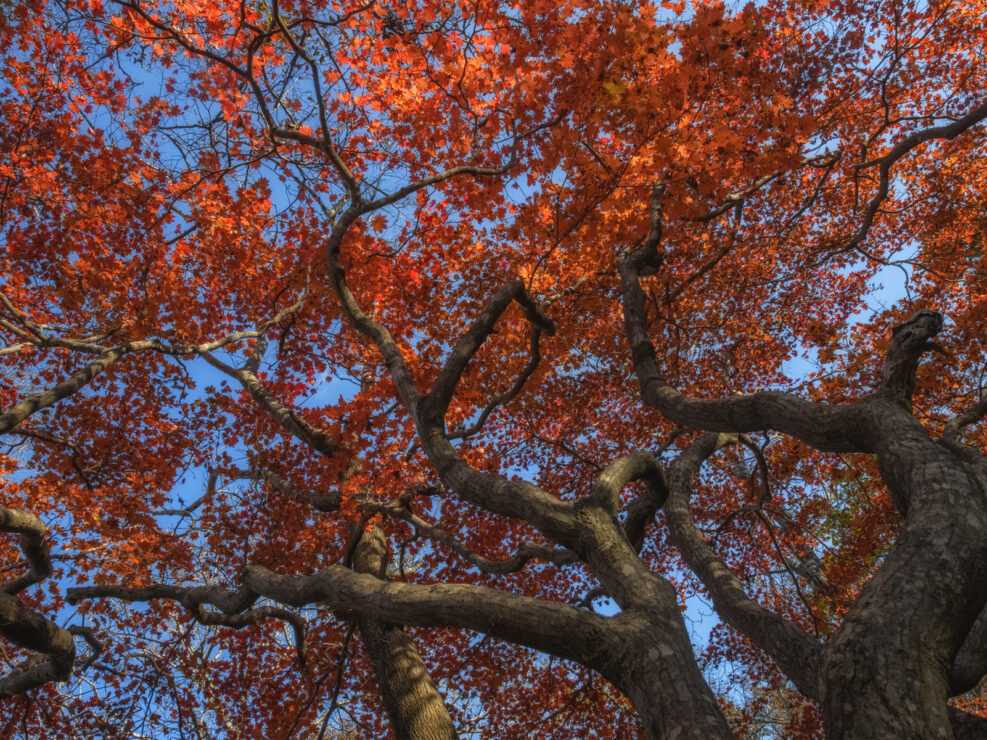 2025-10-25 Red Maple