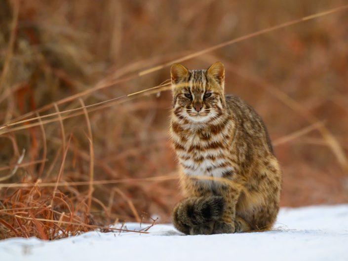 2026-01-09 Lesnoy Kot