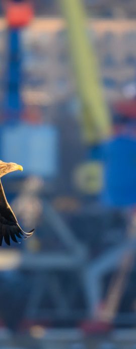 2026-01-25 Orlany v gorode