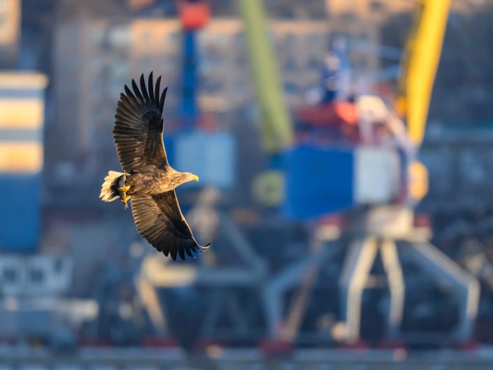 2026-01-25 Orlany v gorode