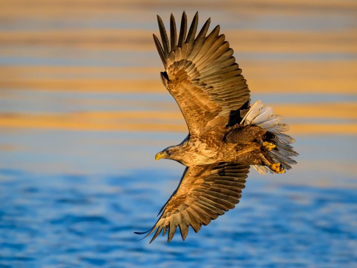 2026-01-25 Orlany v gorode