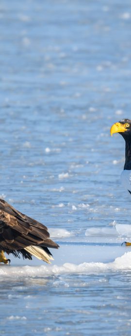 2026-02-01 Orlany v gorode
