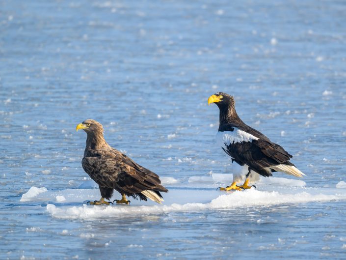 2026-02-01 Orlany v gorode