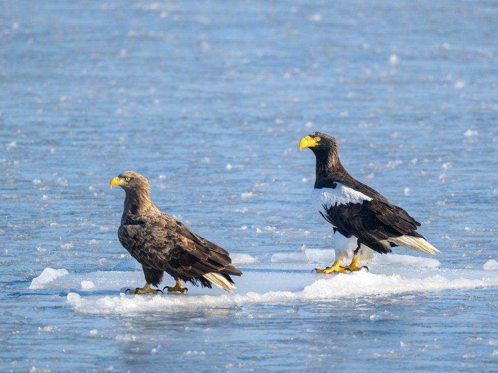 2026-02-01 Orlany v gorode