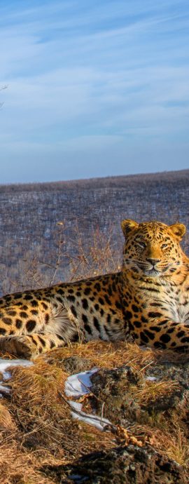 2026-01-23 Amur Leopard
