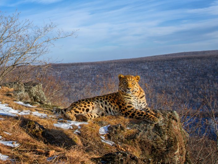 2026-01-23 Amur Leopard