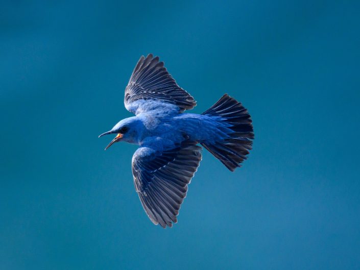 2026-04-23 Siniy Kamennyi Drozd