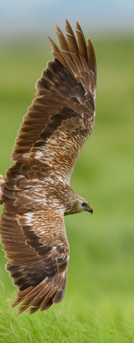 2026-07-03 Khanka